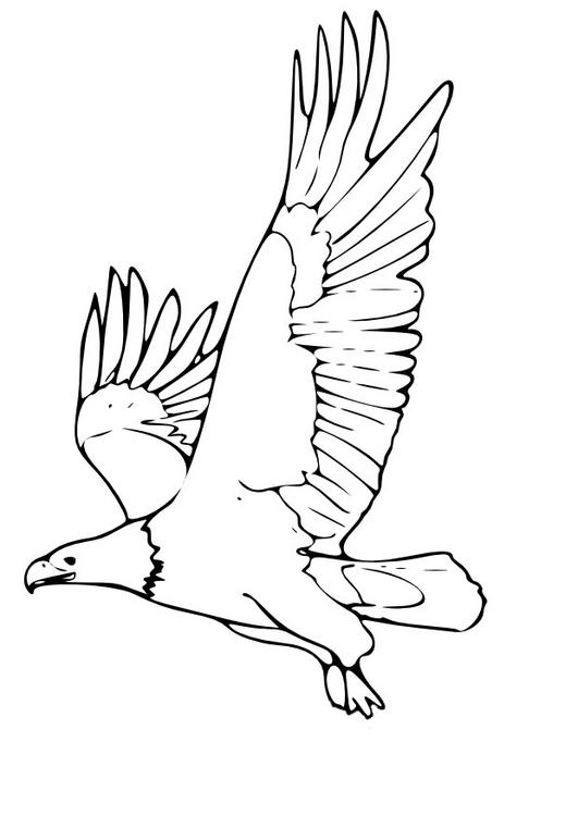 coloriage aigle royal en plein vol
